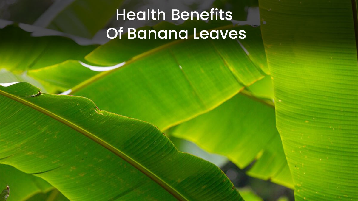 From Detox To Heart Health: Here Are Health Benefits Of Including Banana Leaves In Your Diet