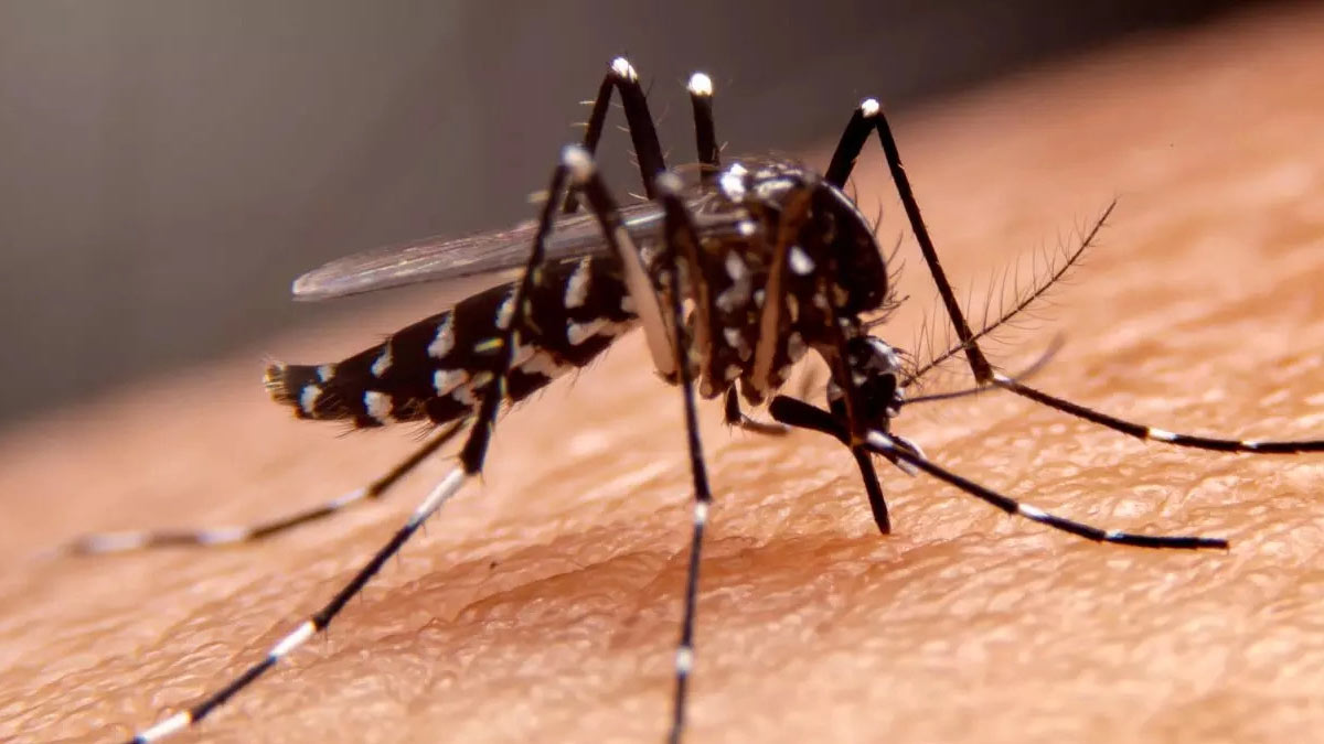 Lucknow Sees Spike In Dengue And Malaria: 61 Dengue, 4 Malaria Cases Reported In A Day